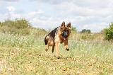 BERGER ALLEMAND 241